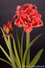 Cherry Amadeus