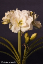 White Amadeus