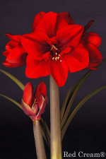Red Cream