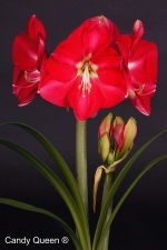 Amaryllis Candy Queen
