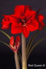 Amaryllis Red Queen