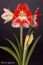 Amaryllis Silver Queen
