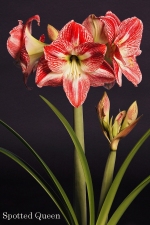 Amaryllis Spotted Queen