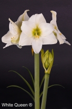 Amaryllis White Queen
