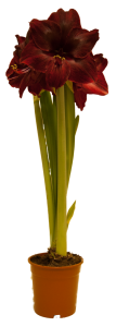 Pot Amaryllis RedPearl