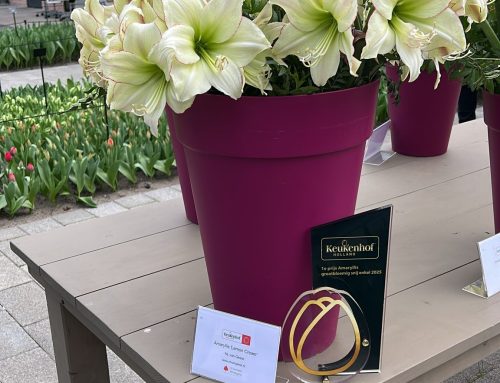 2025 N.L. van Geest wins first prize with Lemon Cream at Keukenhof competition