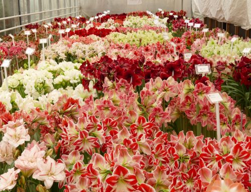 2025 Many new varieties on display during the open days