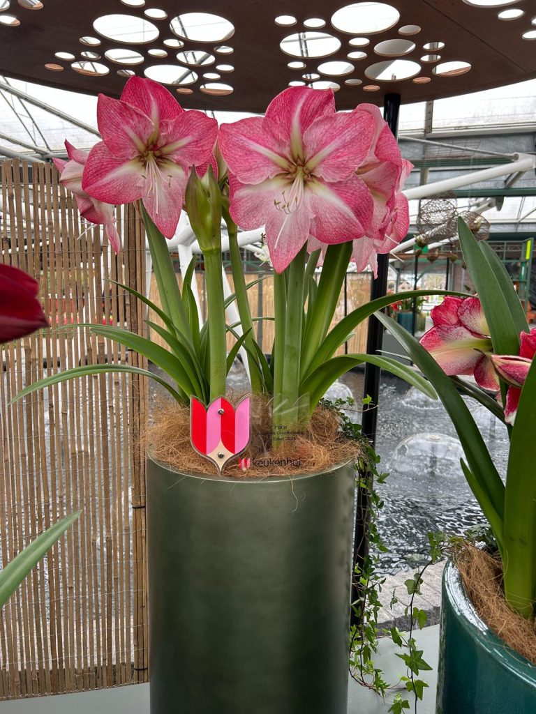 Blossom Grandise