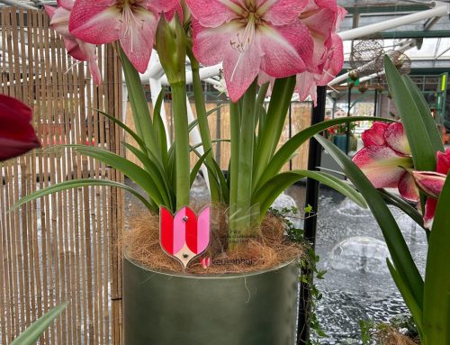 2026 N.L. van Geest wins first prize with Blossom Grandise at Keukenhof competition